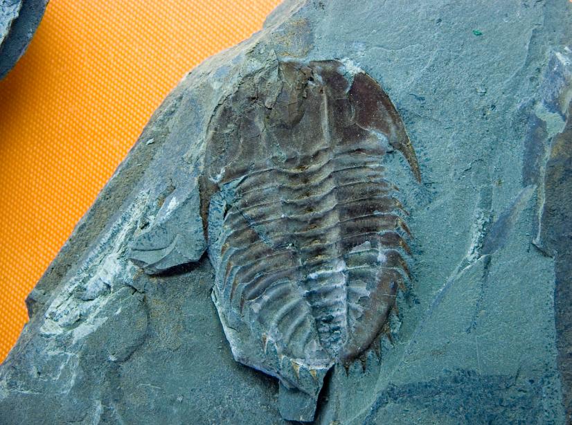 它与被誉为"震惊全球的发现""研究生物进化的金钥匙"的古生物化石群仅