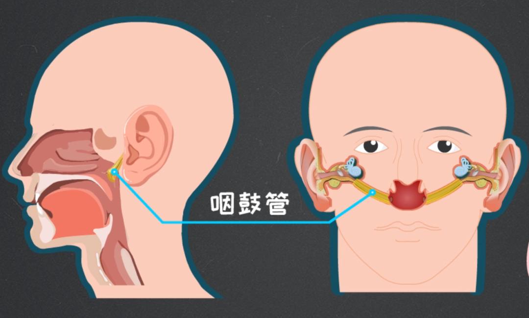 鼻咽管的位置图片图片