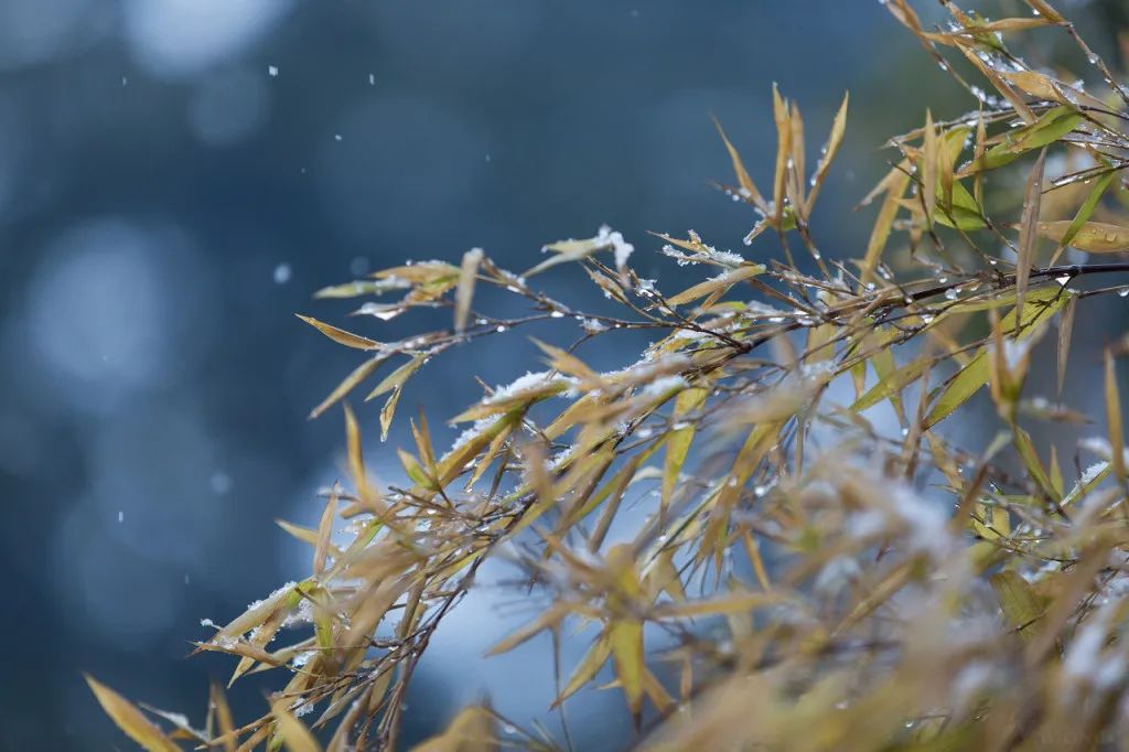 小雪小雪雪滿天來年必豐年