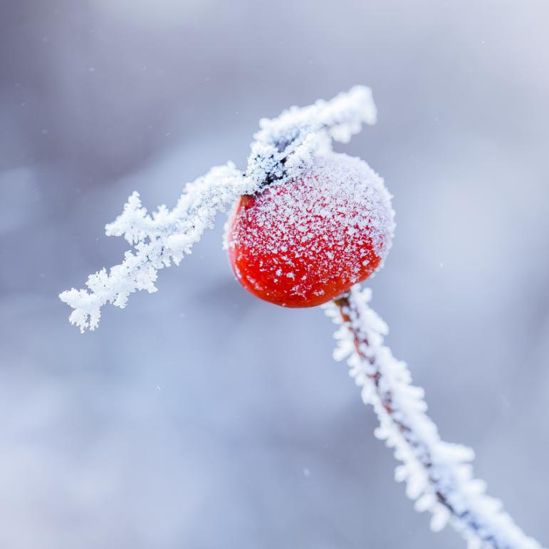 小雪花小雪花满天飞图片