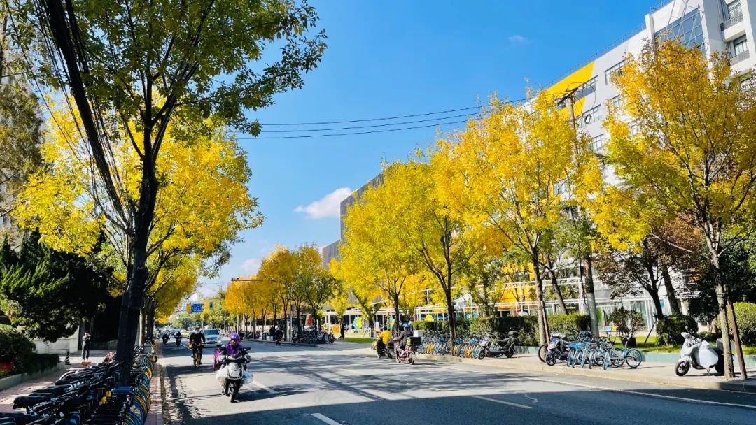 白蜡树可做"四旁"绿化,农田防护林,行道树及庭院绿化树种,也是沙荒