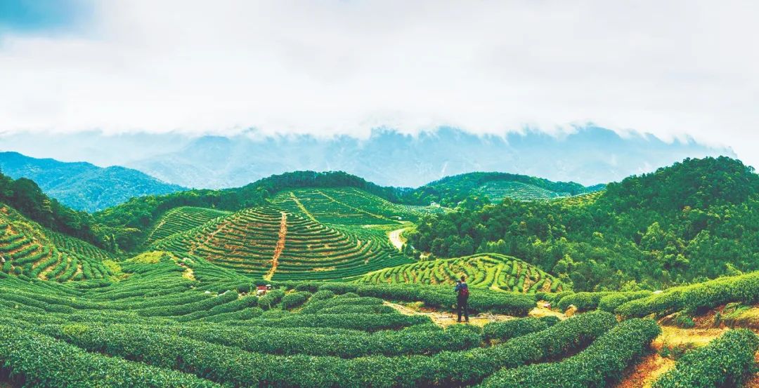 持续领跑全国两大优势独特聚焦广东林业产业融合创新发展系列报道之一