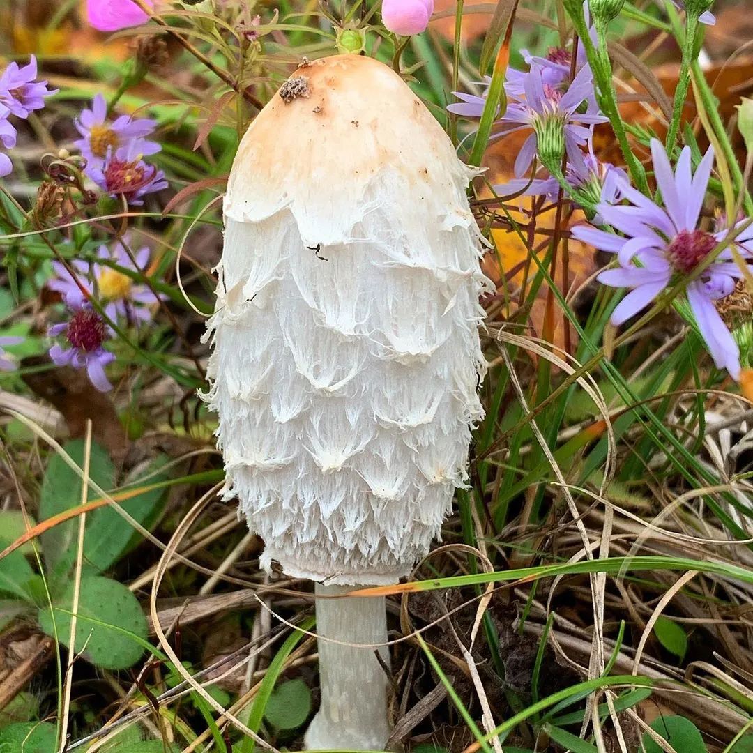 但她并不想做个蘑菇专家,识别的蘑菇种类也越来越多.