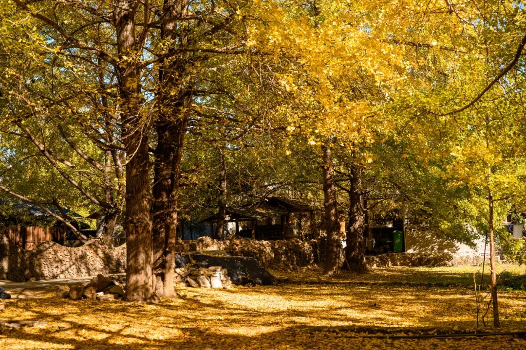 黄情播报丨腾冲银杏村已进入最佳观景期