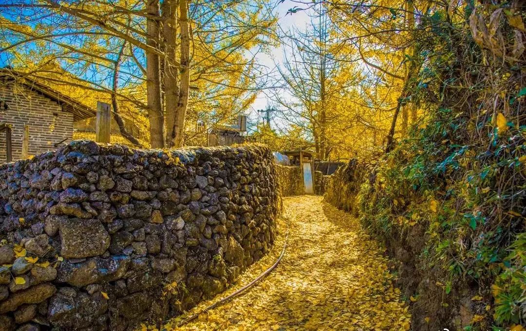 黄情播报丨腾冲银杏村已进入最佳观景期