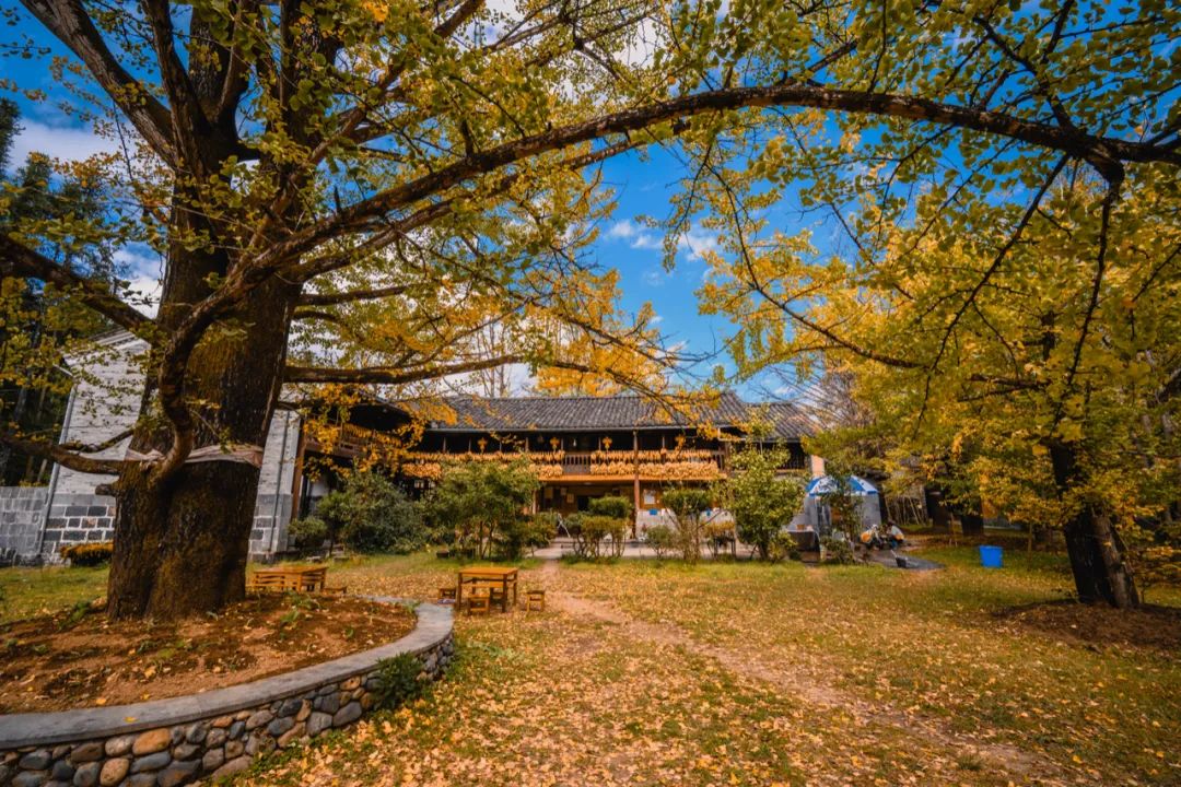 "黄情"播报丨腾冲银杏村已进入最佳观景期