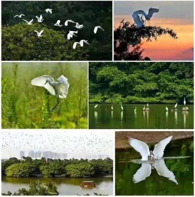 依旧是巴金爷爷笔下的那个鸟的天堂现在的小鸟天堂也成为了广东省