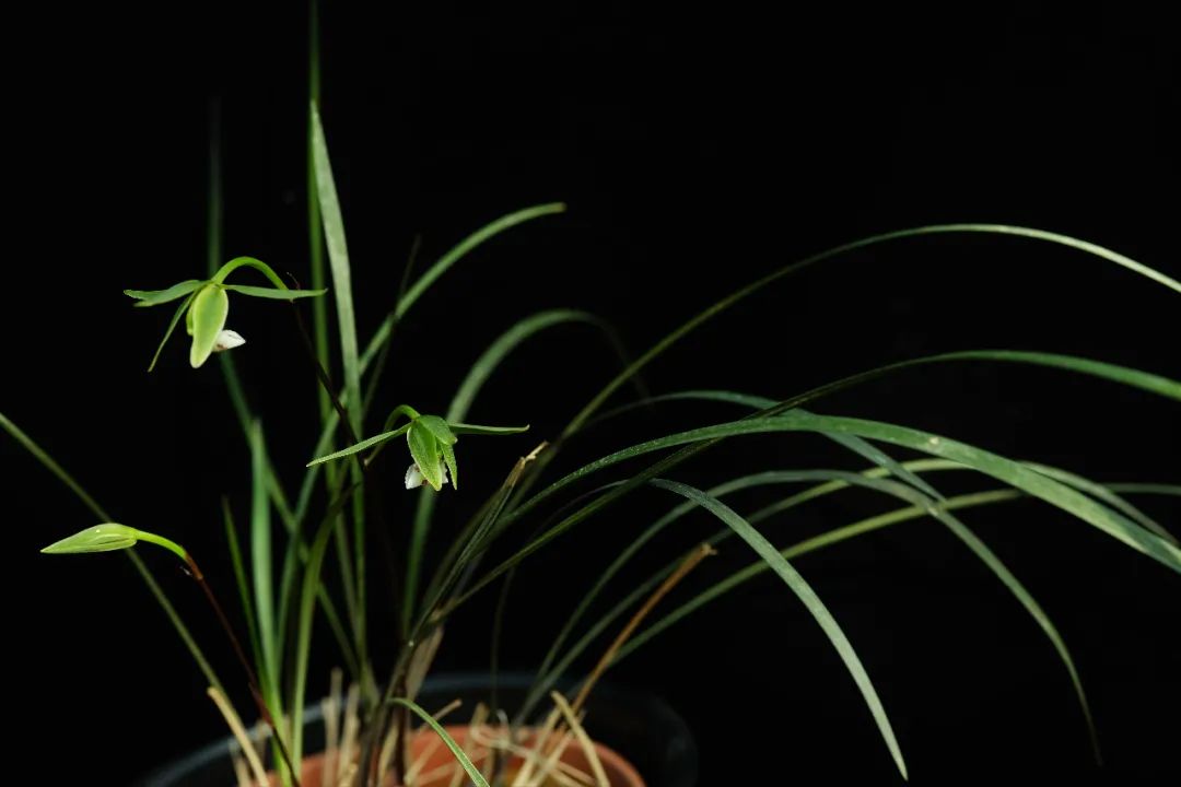 中国特有种邱北冬蕙兰