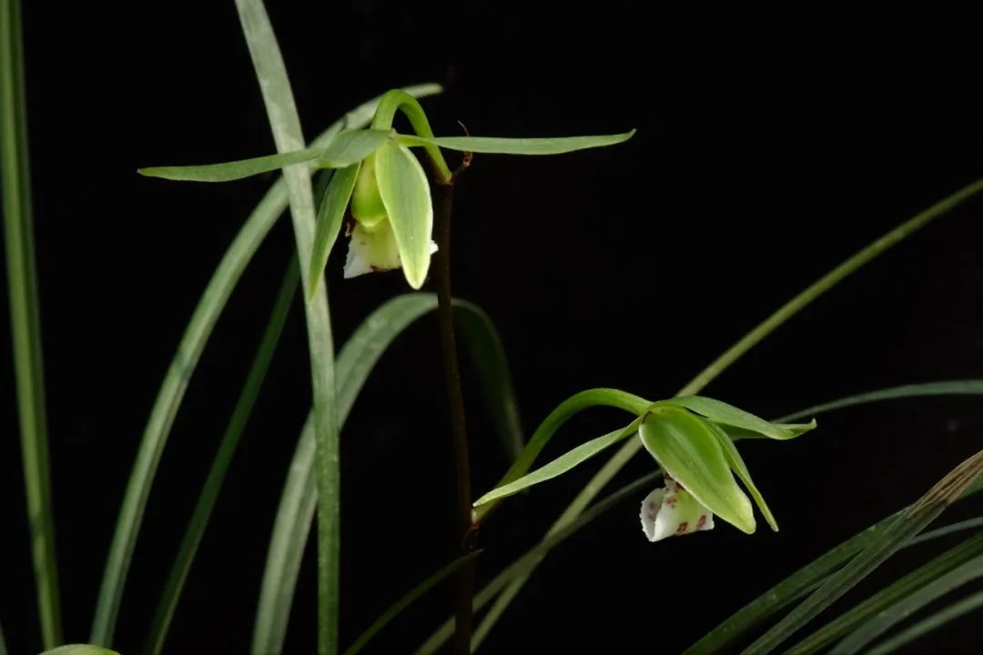 中国特有种邱北冬蕙兰