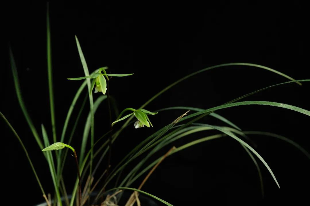 中国特有种邱北冬蕙兰