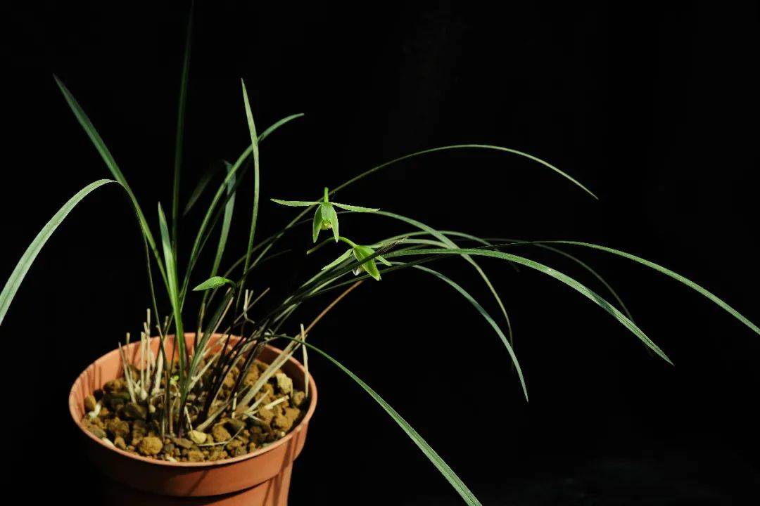 中国特有种邱北冬蕙兰