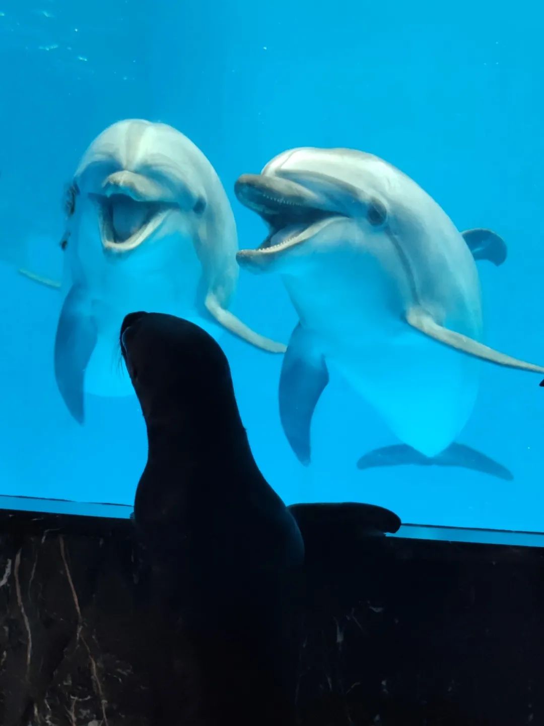 和海狮一起晒太阳