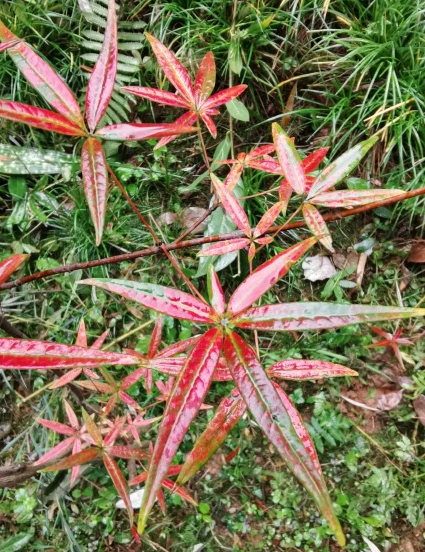 五小叶槭一生独美