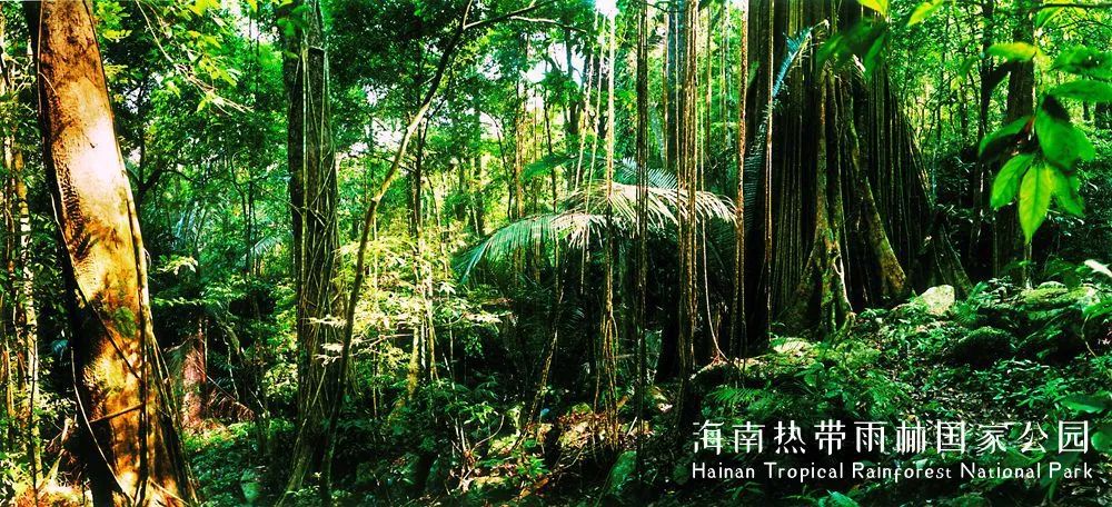 林交错带上唯一的大陆性岛屿型热带雨林,拥有完整的植被垂直带谱,是