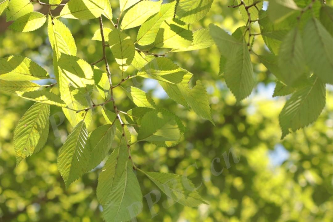 申城落叶阔叶类珍贵树种观赏地图第一弹来啦一起来打卡吧