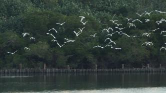“鷺島”的源起與變遷：白鷺為什么深得廈門人的心？