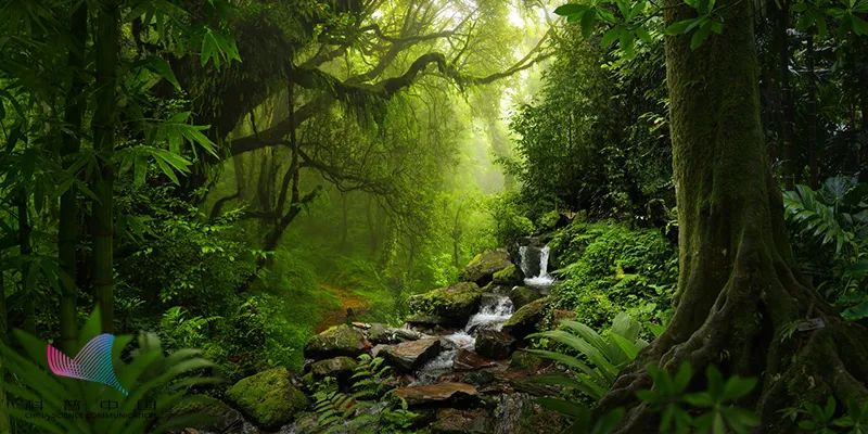 由于森林茂密,即使外面天气晴朗,艳阳高照,在原始森林深处,也可能浓雾