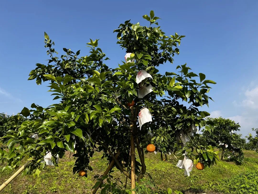 渝北首批爱媛果冻橙熟了休闲采摘正当时