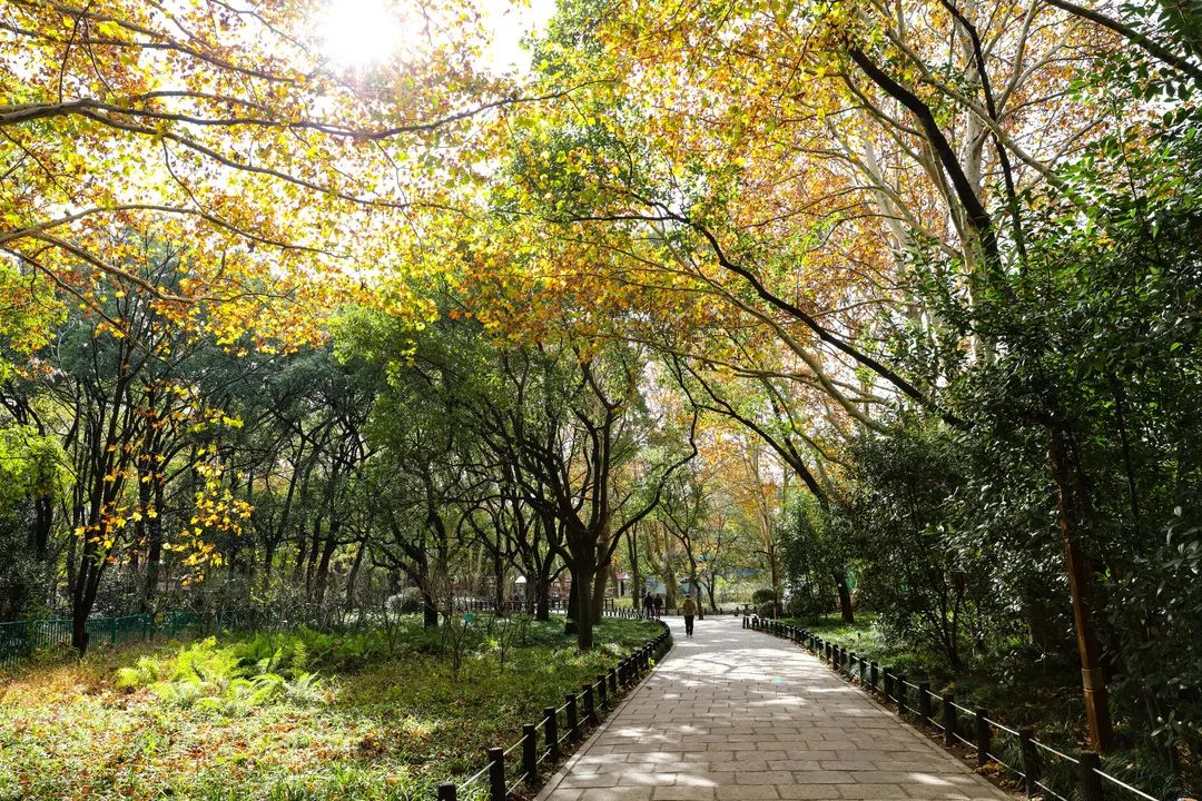 藏在楊浦各公園的深秋美景美到驚豔