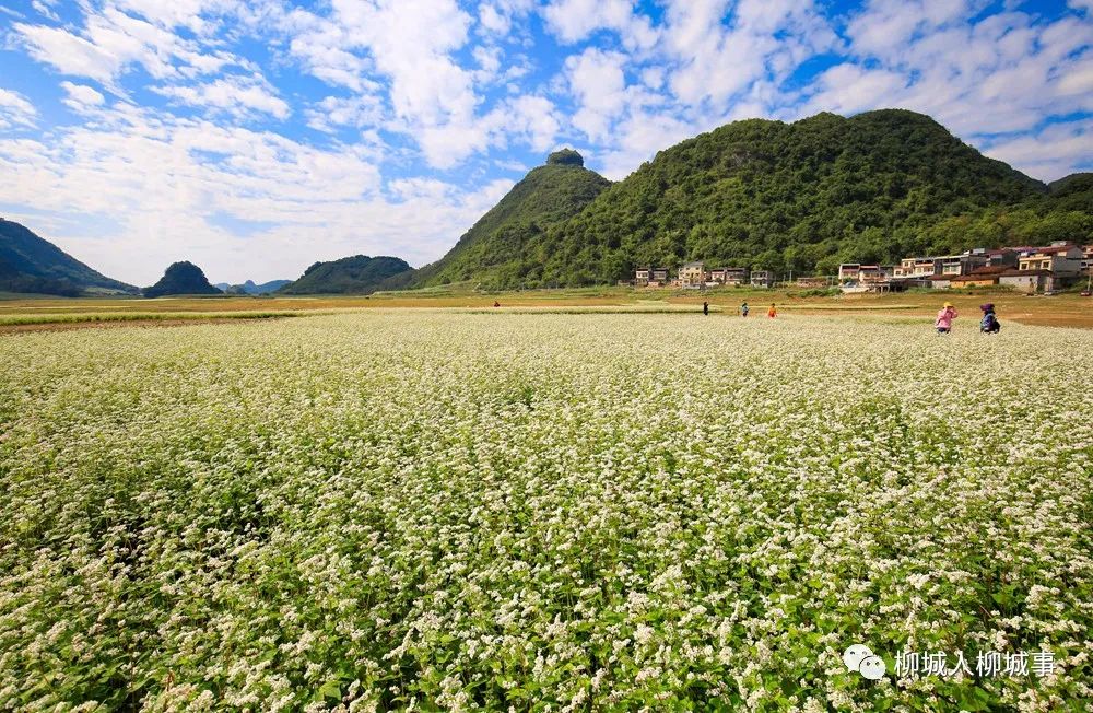 柳州柳东千亩花海图片