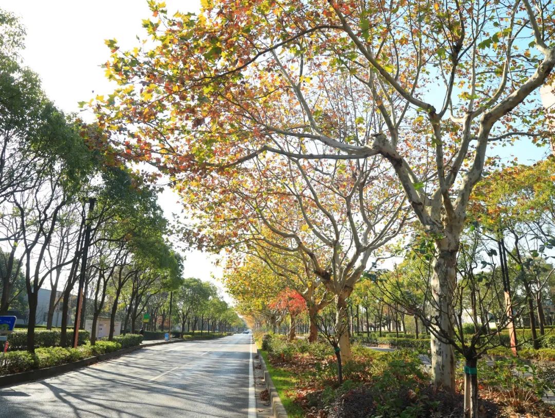 落叶不扫景观道来了!5条道路带你邂逅闵行秋日浪漫