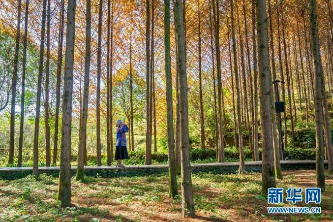 图为湖北咸丰县唐崖河沿岸茂密的植被.