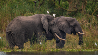 CMS将召开关于西非非洲象种群保护措施的谅解备忘录签署国第三次会议