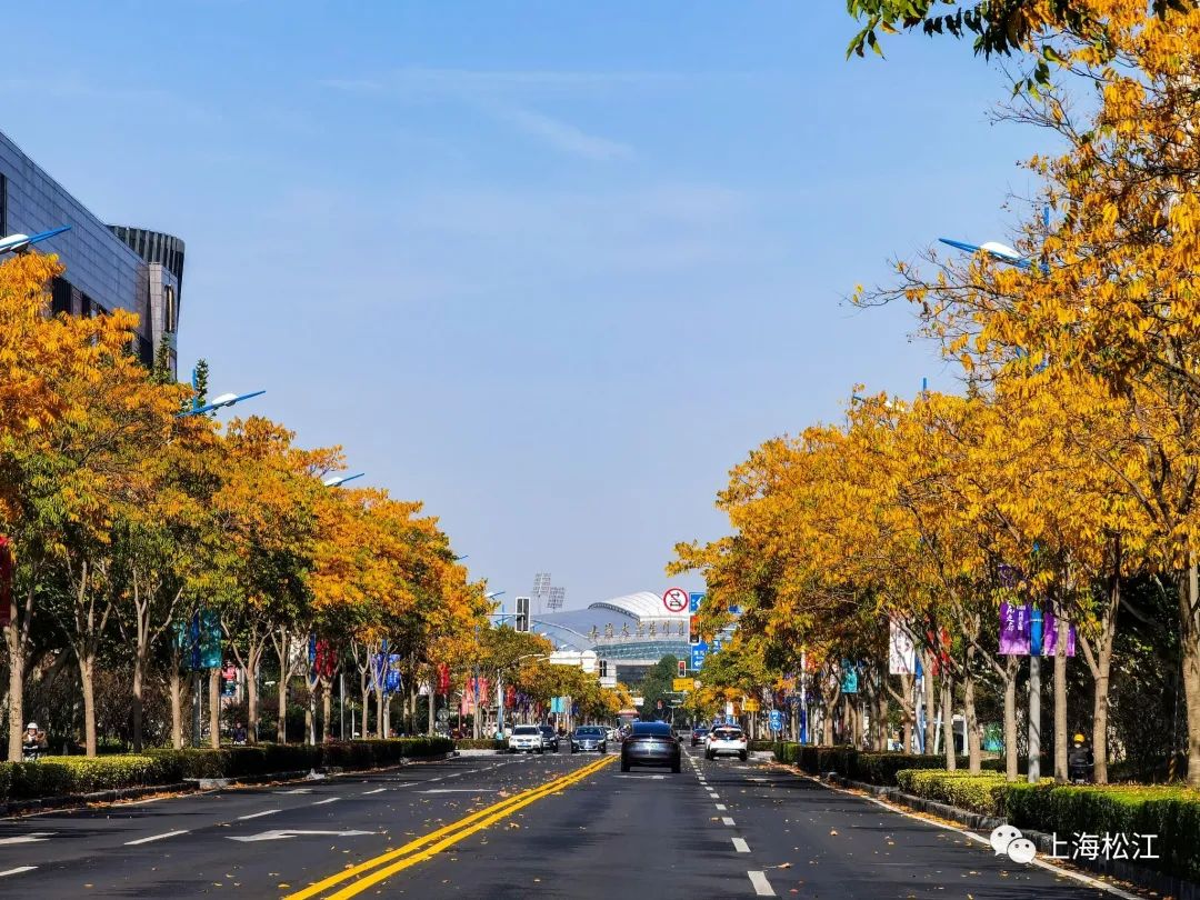 有人说,走在松江街头,就像走在公园里.