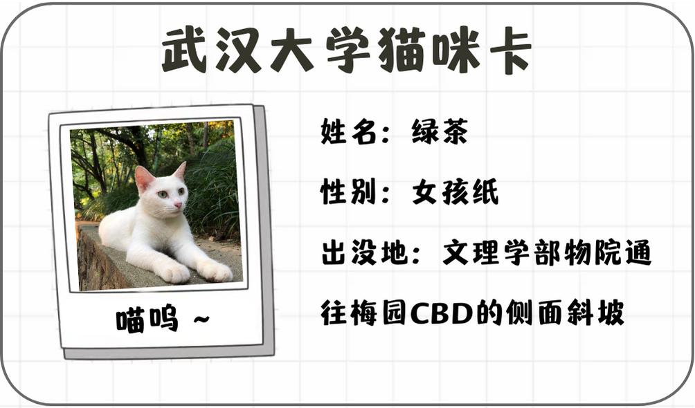 来啦武大校猫身份图鉴