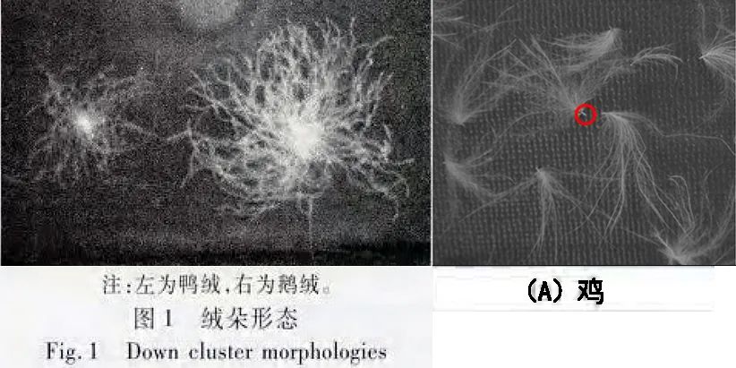 涨知识丨羽绒服有鸭绒,鹅绒,为什么没有鸡绒?