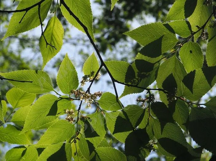 珍贵树种上海地区的珍贵树种之落叶阔叶篇中