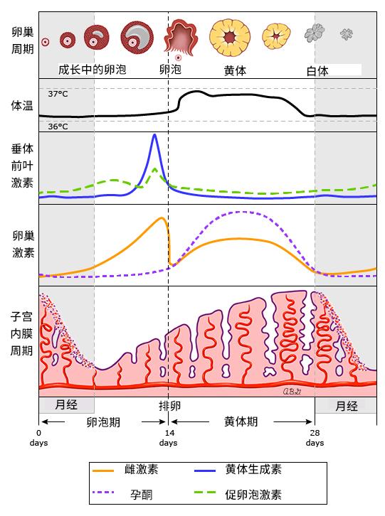 月经的形成机制示意图图片