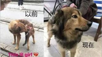 不虐杀动物，就拍不好影视剧了吗？