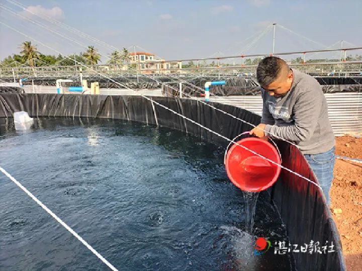 大棚?湛江這裡用鹽鹼地養蝦