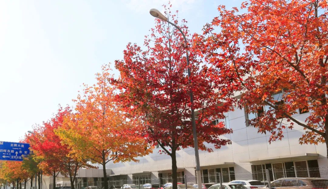 北美枫香树冠广裘,秋季树叶变红,艳丽醉人,是良好的园景树种,行道树