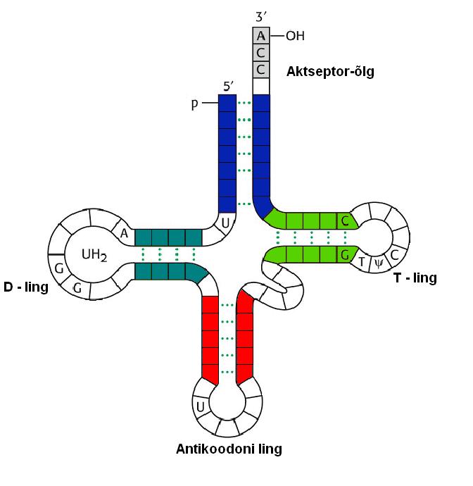 trna 是如何导致人类疾病的,"该项目的联合研究员,亨廷顿病模型专家
