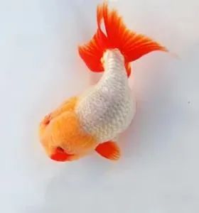 虎头武汉猫狮是目前市面上受到追捧的虎头金鱼的一种,因其产地集中在