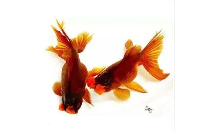 澎湃新闻 澎湃新闻