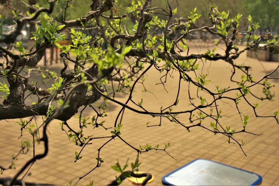 原来,这不急不躁,不与其他花草树木争抢春色的枣树是在充分吸收着春天