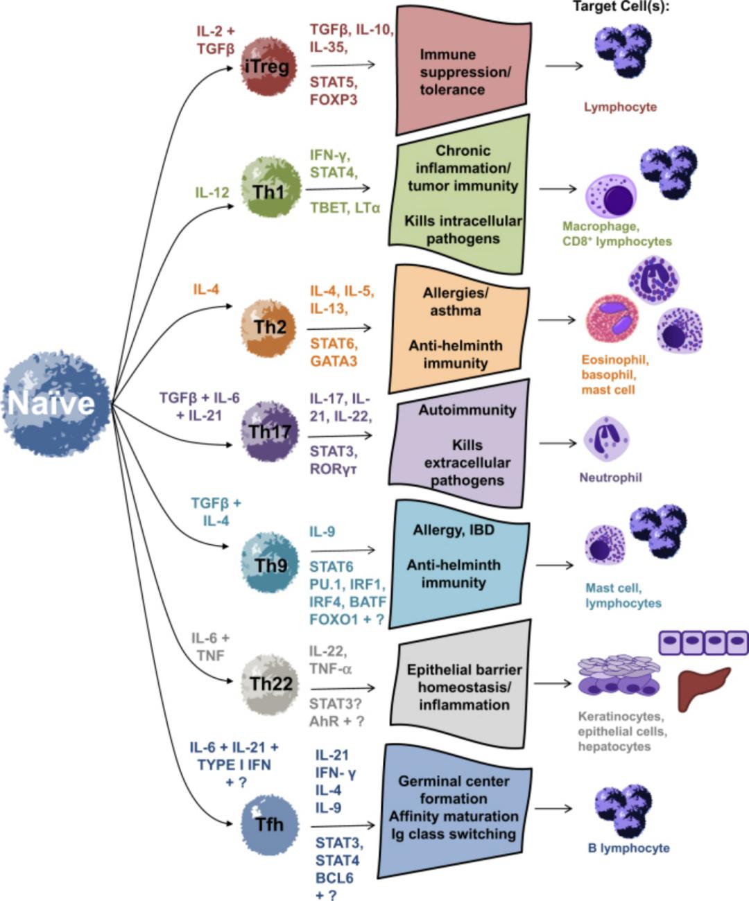 初始cd4 t细胞(naive t cells)在不同细胞因子作用下,转变为不同类型.
