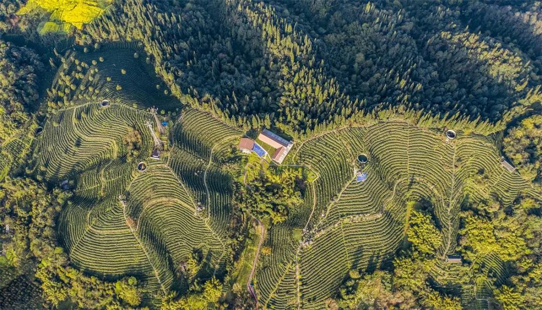 喜报都江堰茶溪谷获评全国巾帼现代农业科技示范基地