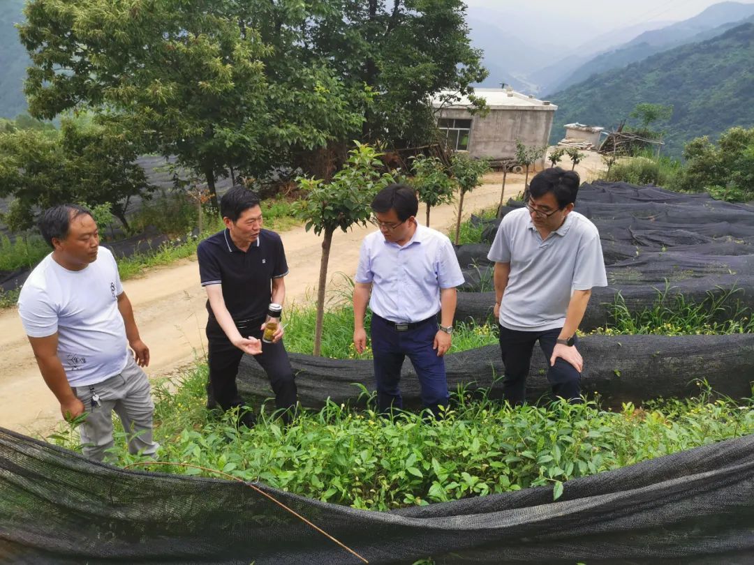 荒山上建起千亩茶叶示范园