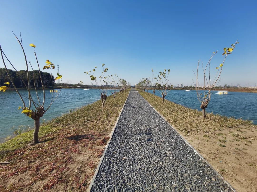 江南圩田样板区基本建成,青浦绘就一体化核心区域原乡画卷