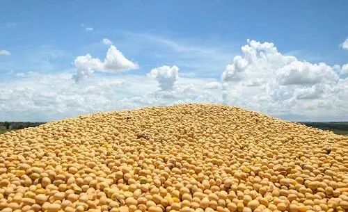 大豆价格居高不下后市或遇风险坚挺的大豆还能挺多久