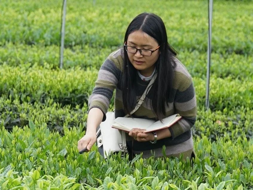 加盟茶艺馆_茶艺培训加盟_开茶艺培训班需要什么条件