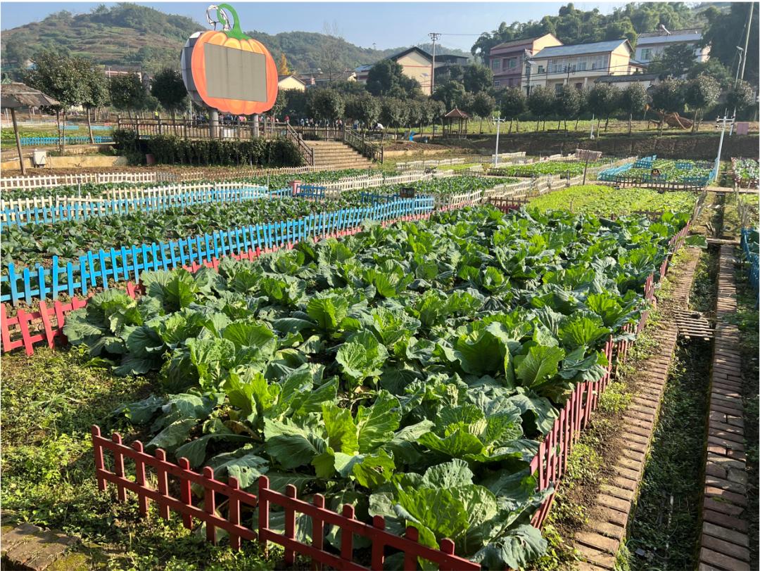 "引得来"更"留得下",位于中梁镇的"七彩祥耘·开心农场"在果蔬生态