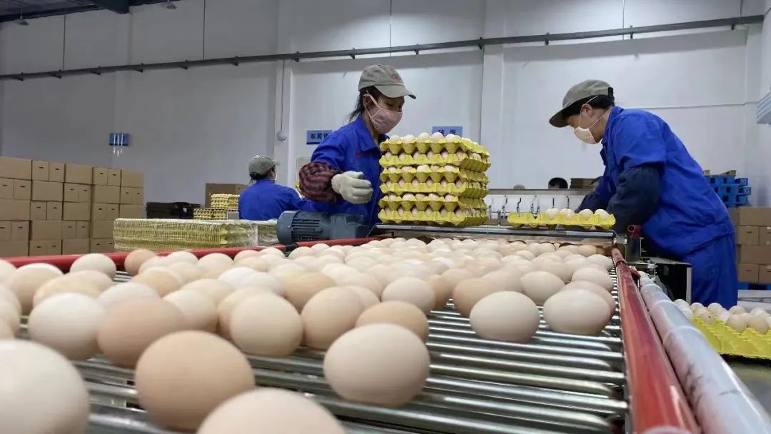 正在人工分拣的德青源鸡蛋 丰都县委宣传部供图