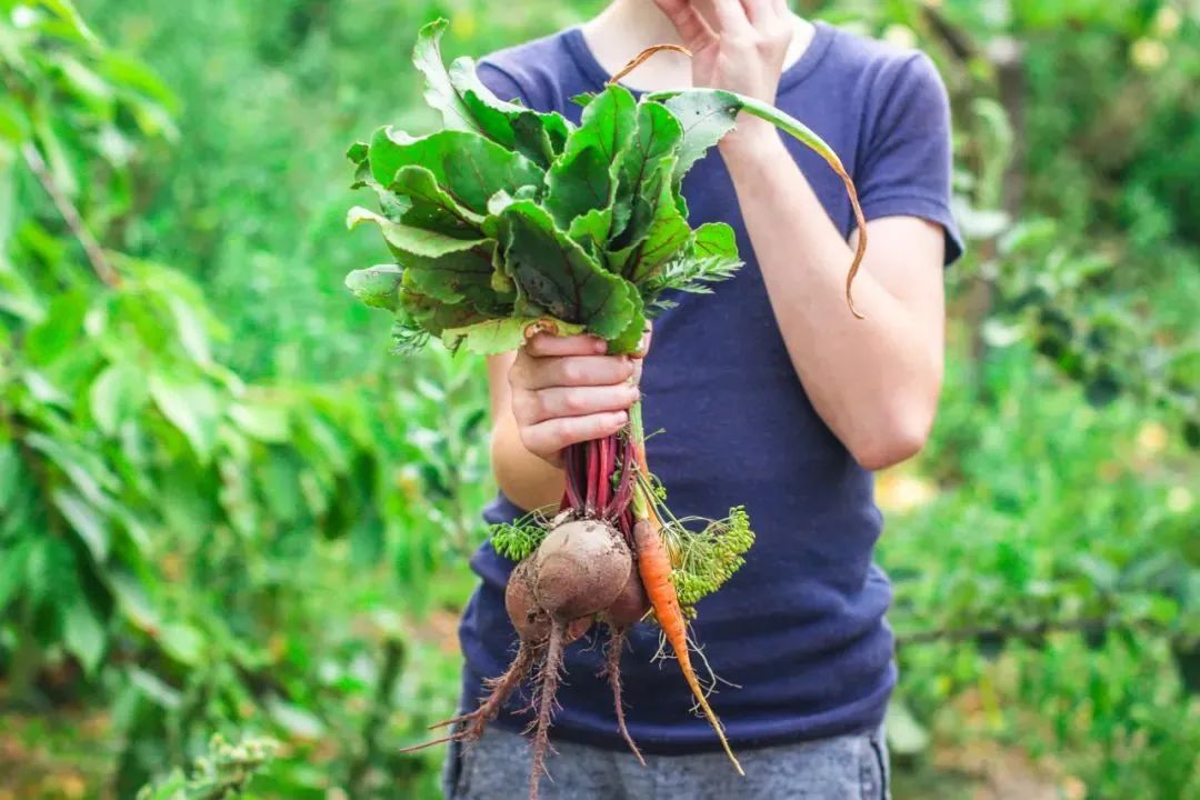 初冬必吃这仙草根还是天然护肝宝