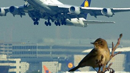 机场的鸟儿为什么又“聋”又“躁”？