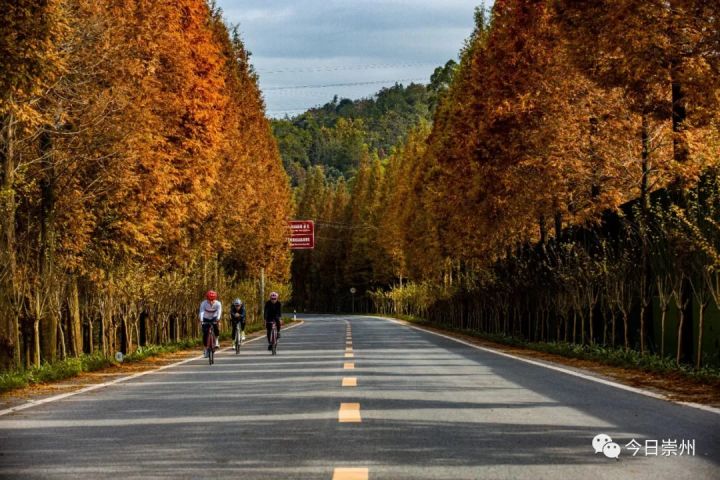 崇州这些高颜值公路你还有哪条没去过